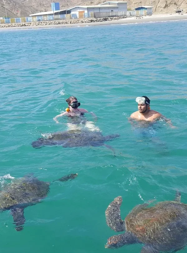 Nado con tortugas marinas en Máncora