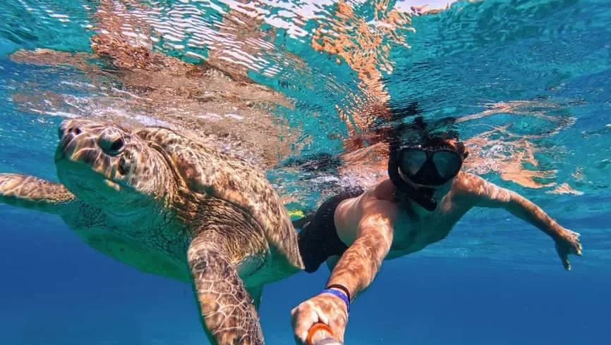 Nado con tortugas marinas en Máncora
