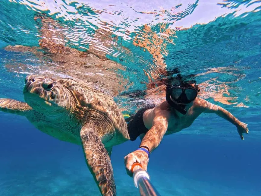 Nado con tortugas marinas en Máncora